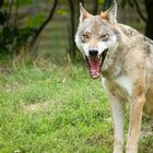 Wolf im Tierpark