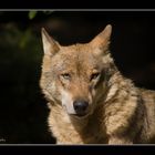 Wolf im Tierpark