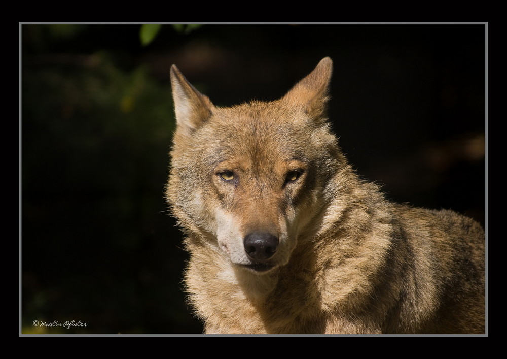 Wolf im Tierpark