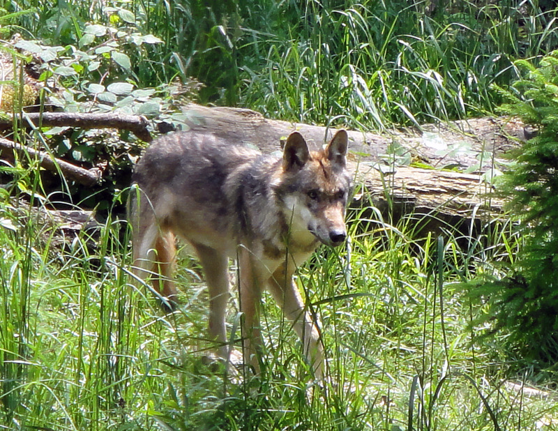 Wolf im Tierpark "Bruderhaus" Winterthur