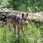 Wolf im Tierpark "Bruderhaus" Winterthur