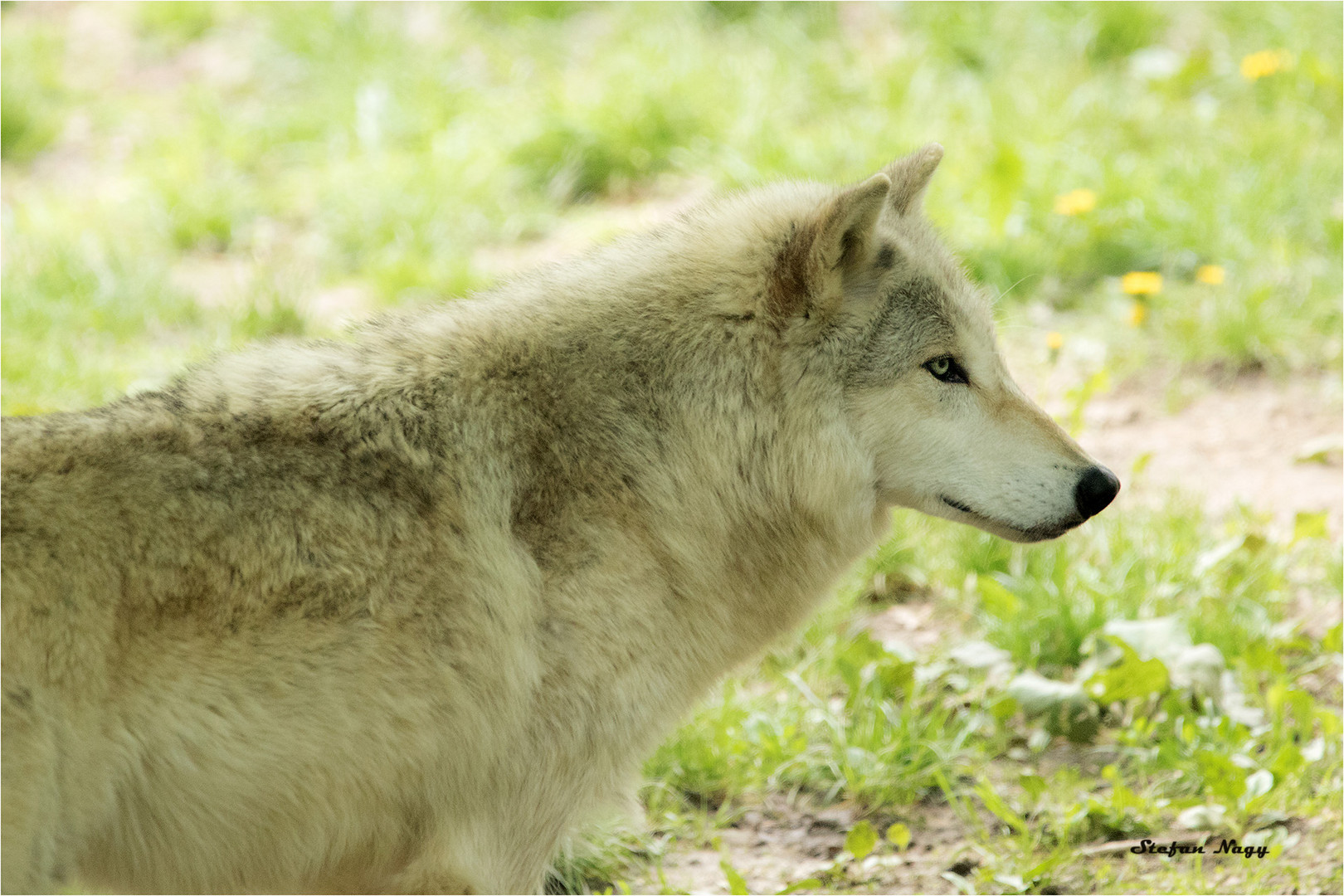 Wolf im Tierpark Ernstbrunn