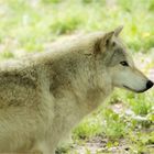 Wolf im Tierpark Ernstbrunn