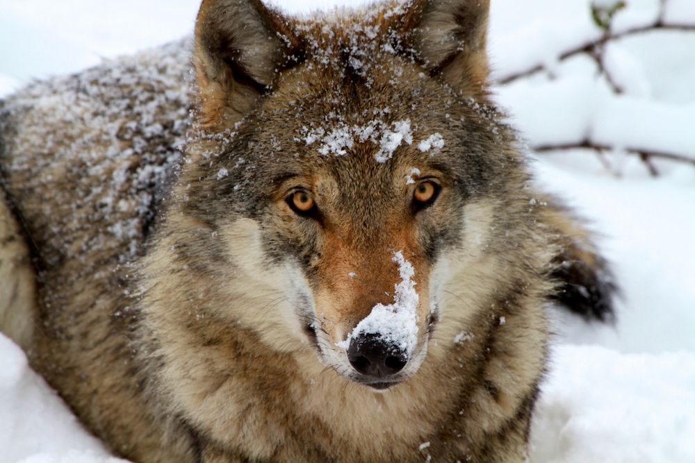 Wolf im Tierpark Goldau (Schweiz)