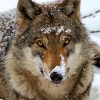 Wolf im Tierpark Goldau (Schweiz)