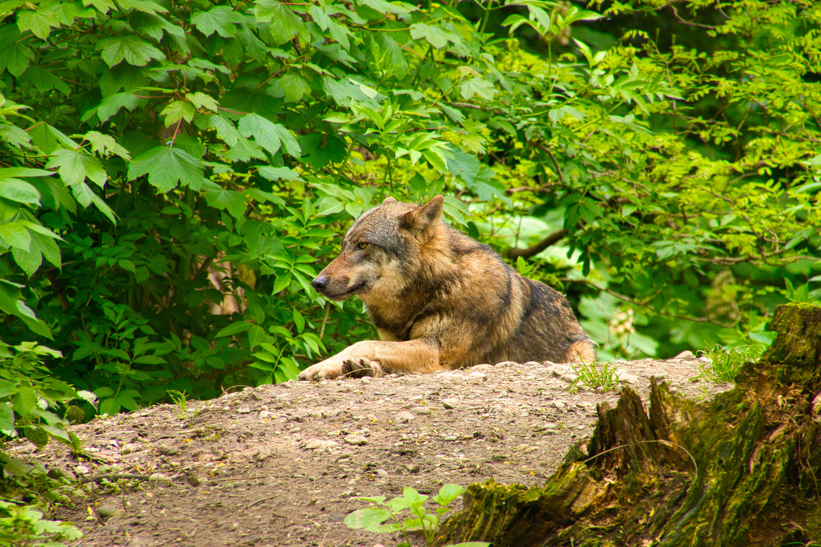 Wolf im Tierpark Haag