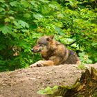 Wolf im Tierpark Haag