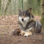 Wolf im Tierpark Hellabrunn