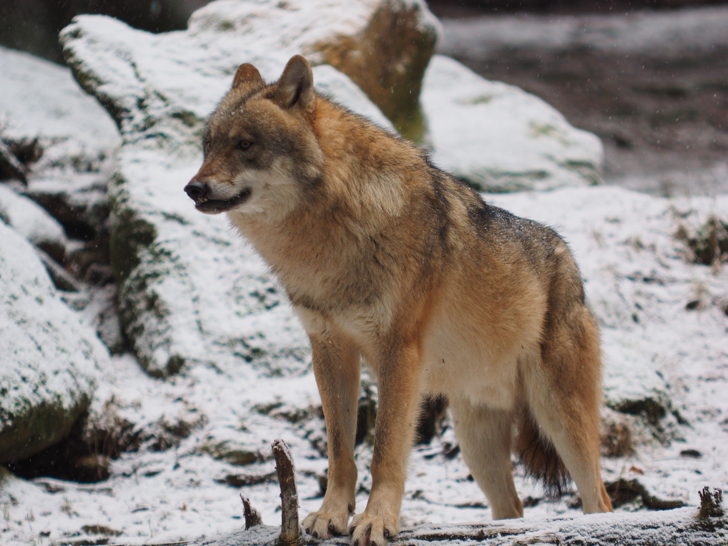 Wolf im Tierpark Lohberg