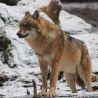 Wolf im Tierpark Lohberg
