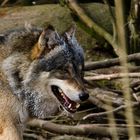 Wolf im Tierpark München