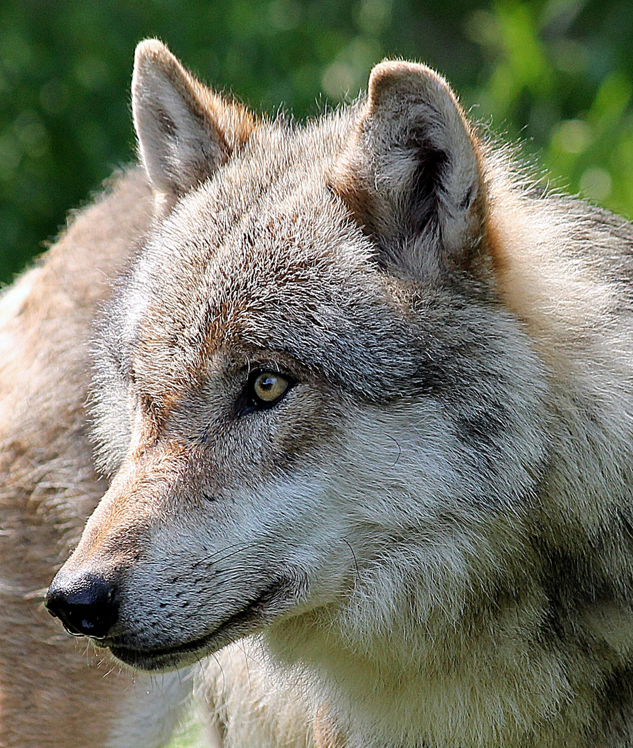 Wolf im Tierpark Sababurg