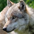 Wolf im Tierpark Sababurg