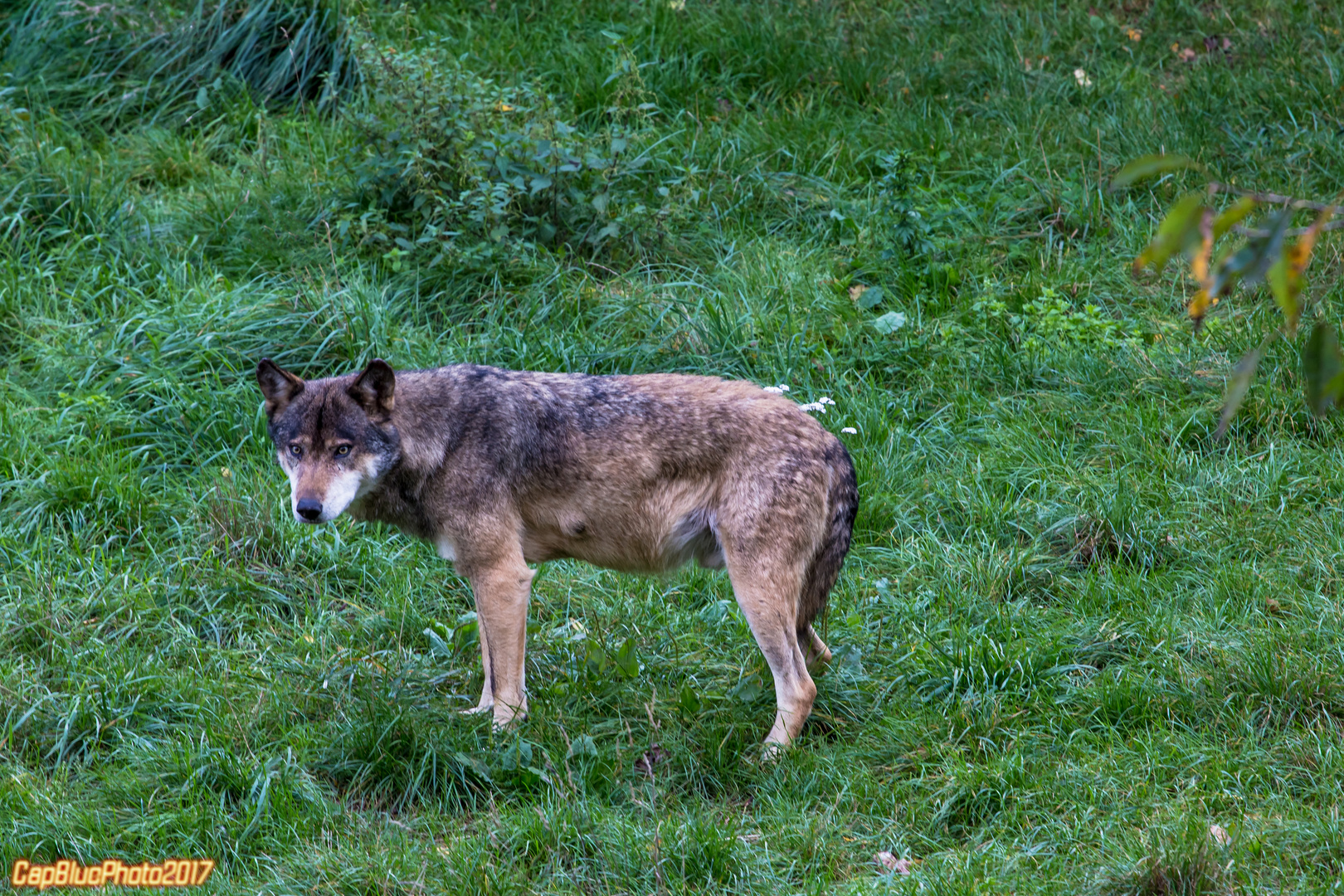 Wolf im Tierpark Silz