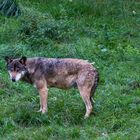 Wolf im Tierpark Silz