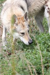 Wolf im Wald