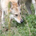 Wolf im Wald