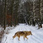 Wolf im Wald