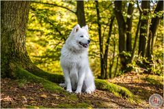 Wolf im Wald / Samojede