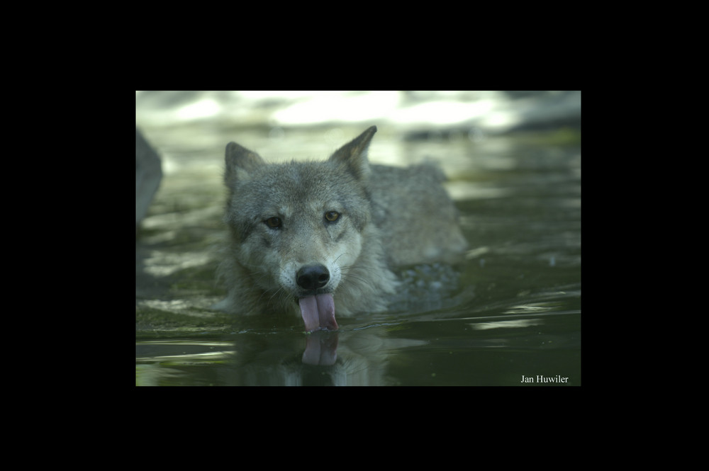 Wolf im Wasser