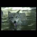 Wolf im Wasser