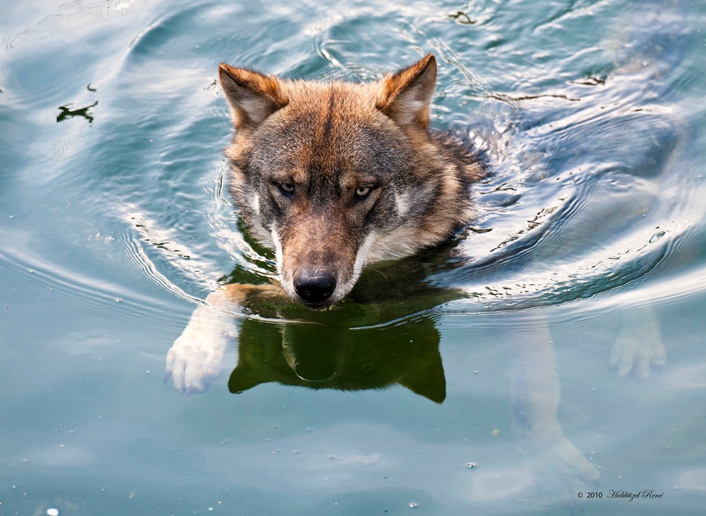 Wolf Im Wasser Foto Bild Tiere Zoo Wildpark Falknerei Saugetiere Bilder Auf Fotocommunity