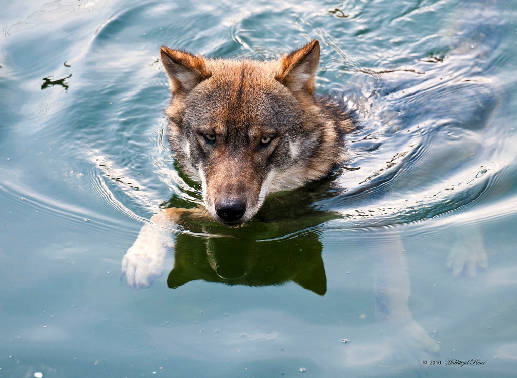 Wolf im Wasser