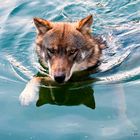 Wolf im Wasser