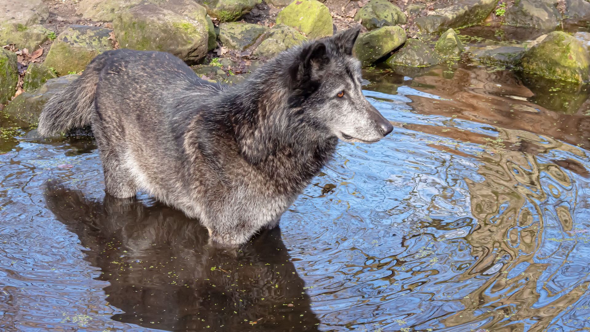 Wolf im Wasser