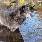 Wolf im Wasser