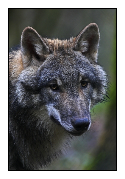 Wolf im Weilburger Tierpark