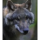 Wolf im Weilburger Tierpark