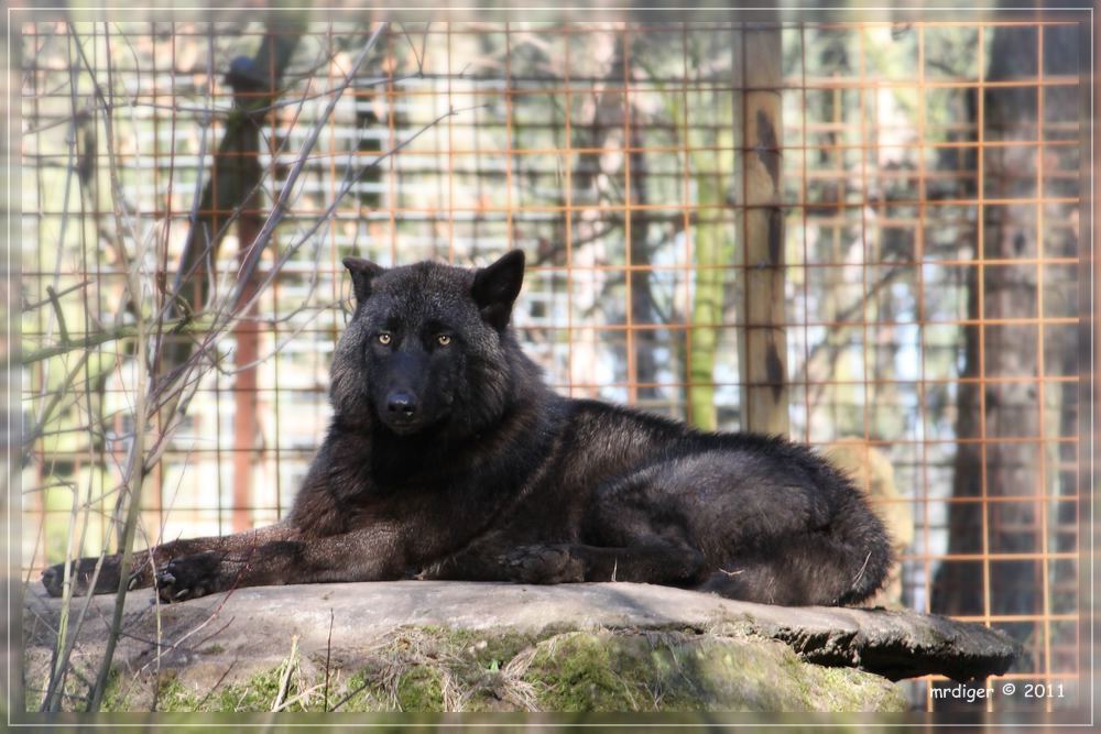 Wolf im Wildfreigehege Saerbeck