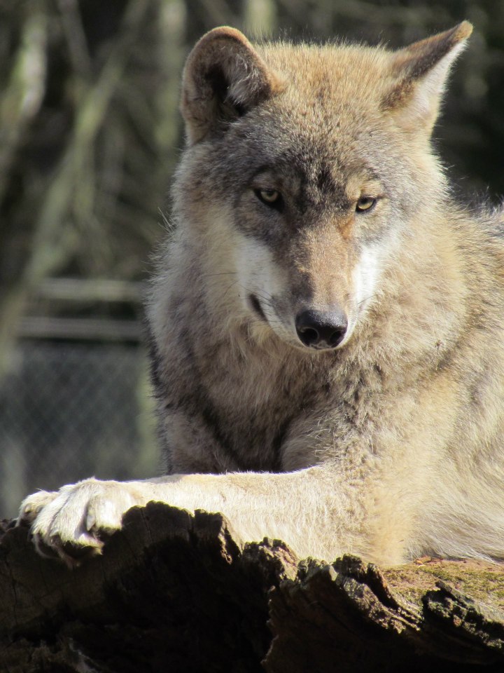 Wolf im Wildpaark Eekholt