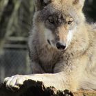 Wolf im Wildpaark Eekholt