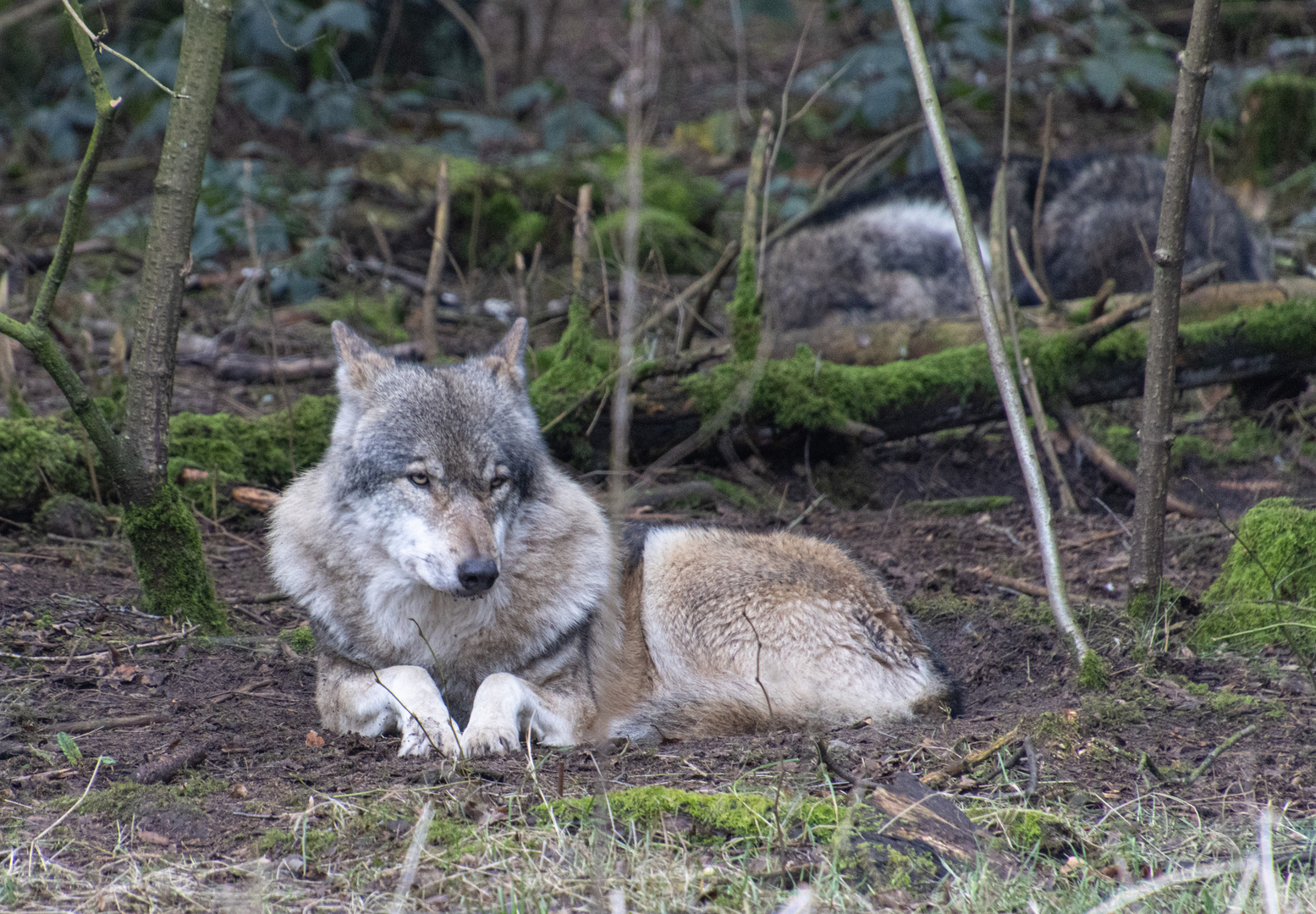 Wolf im Wildpark 2