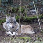 Wolf im Wildpark 2