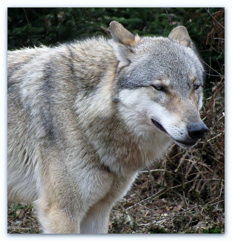 Wolf im Wildpark