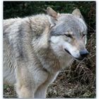 Wolf im Wildpark