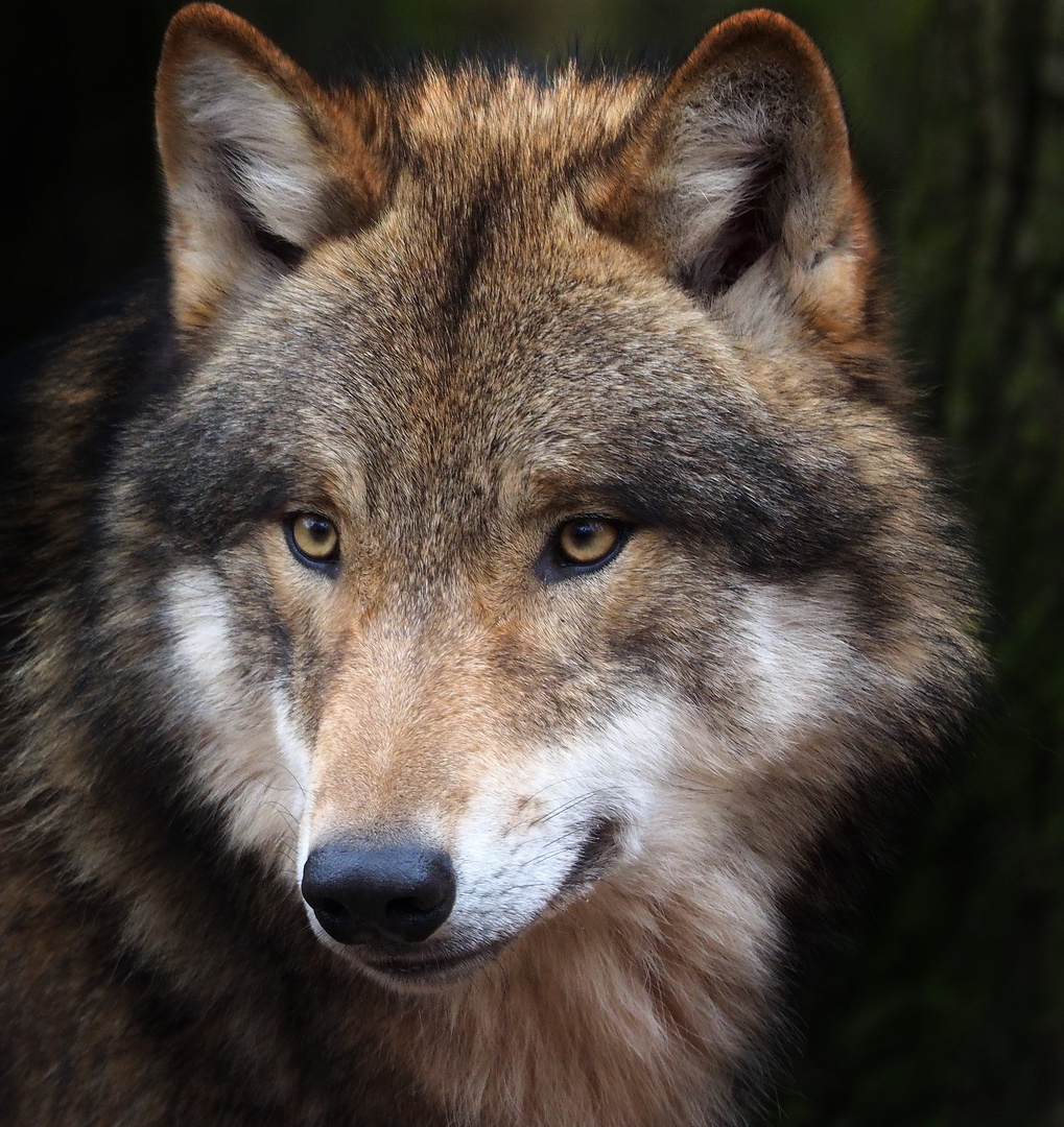 Wolf im Wildpark Alte Fasanerie in Klein-Auheim bei Hanau