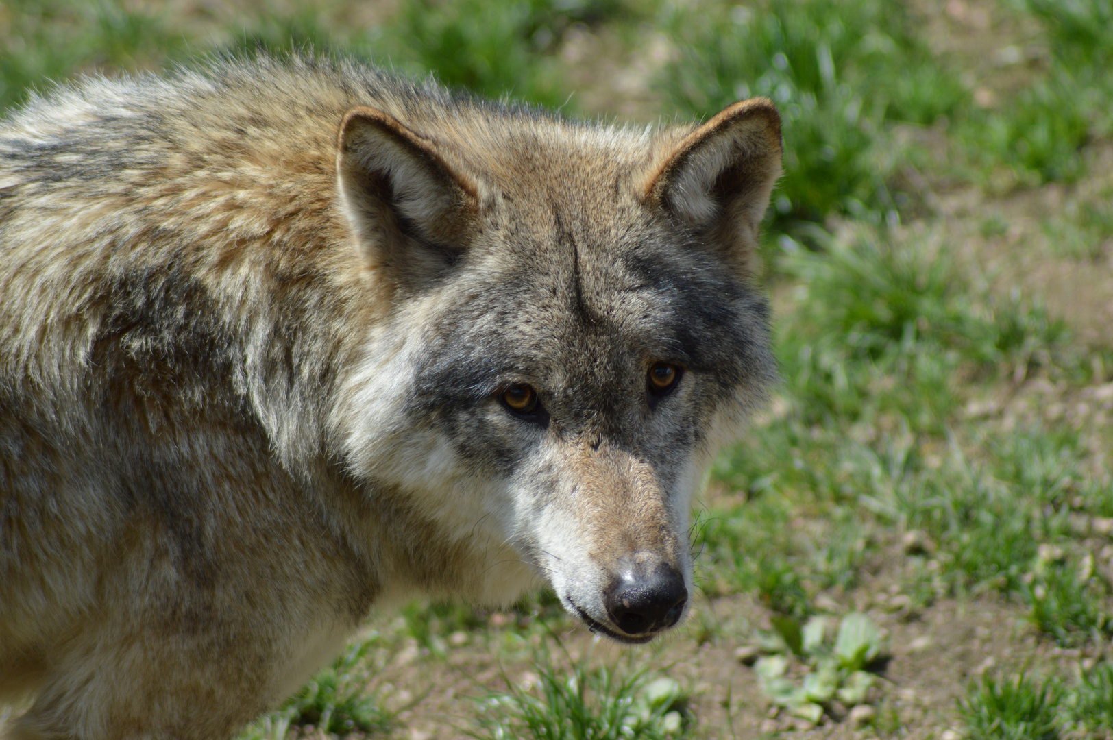 Wolf im Wildpark Altenfelden