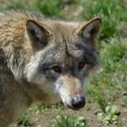 Wolf im Wildpark Altenfelden