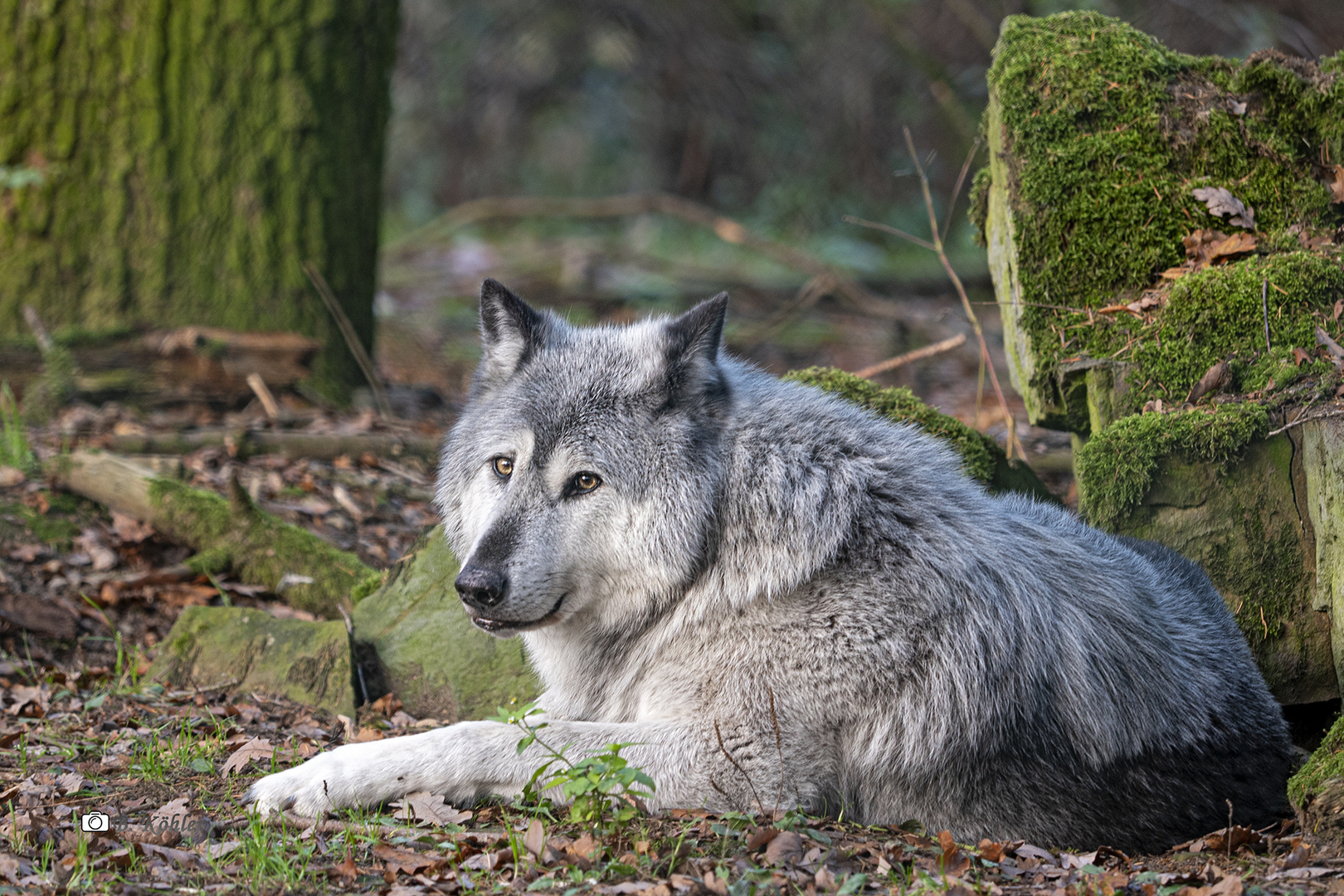 Wolf im Wildpark Edersee