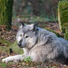 Wolf im Wildpark Edersee