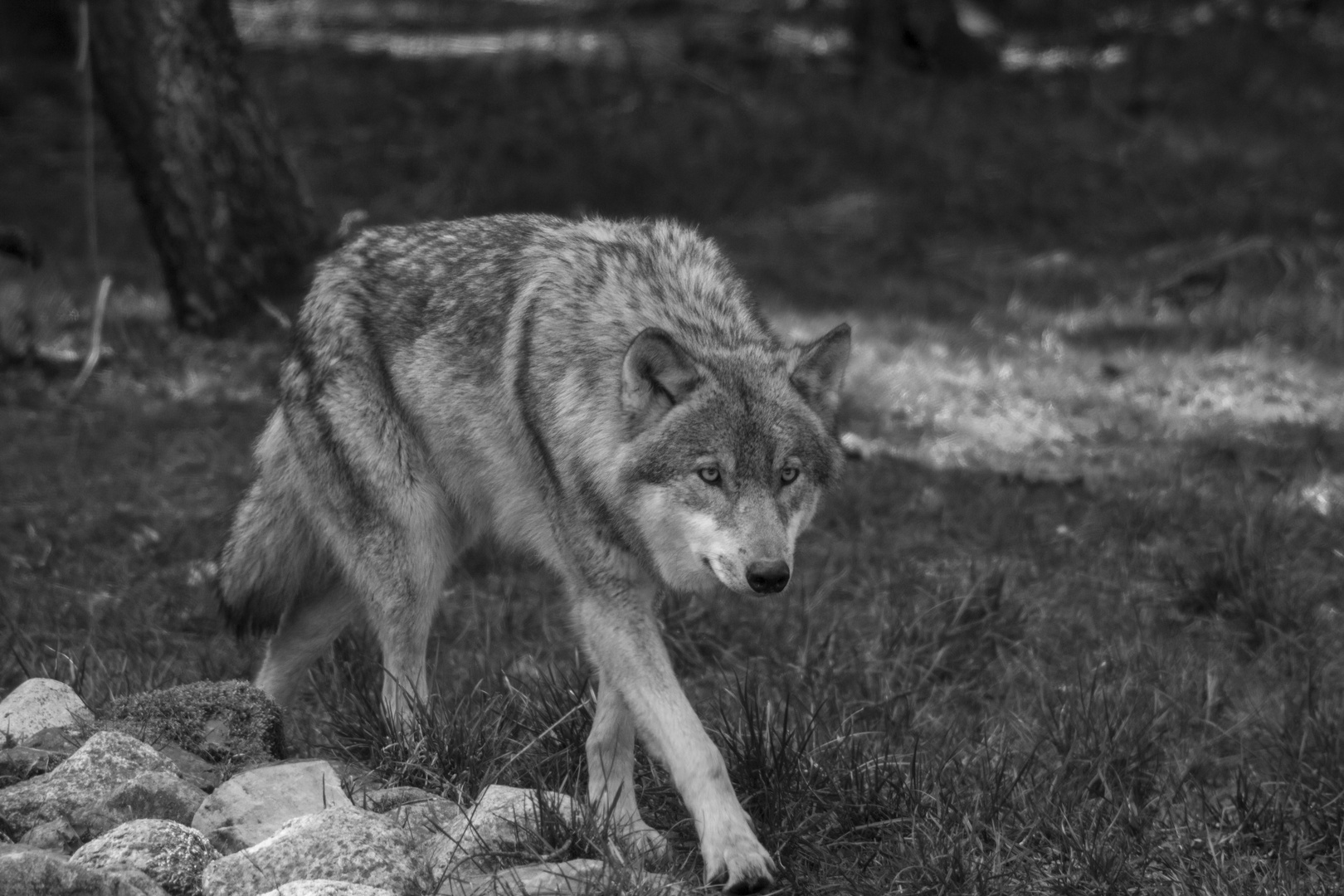 Wolf im Wildpark EEckholt