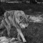 Wolf im Wildpark EEckholt