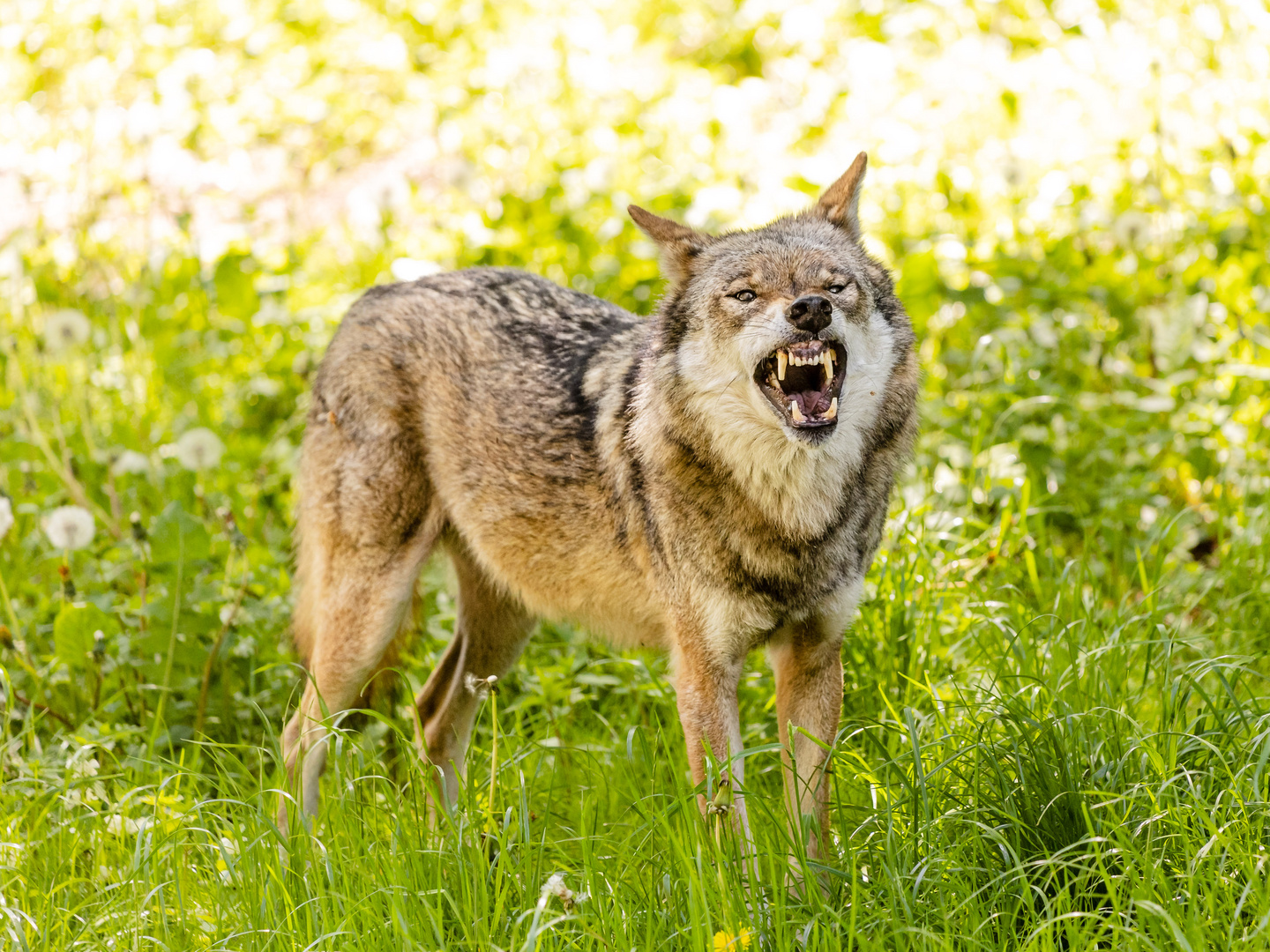 Wolf im Wildpark Eekholt