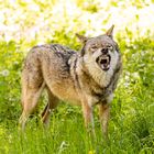 Wolf im Wildpark Eekholt