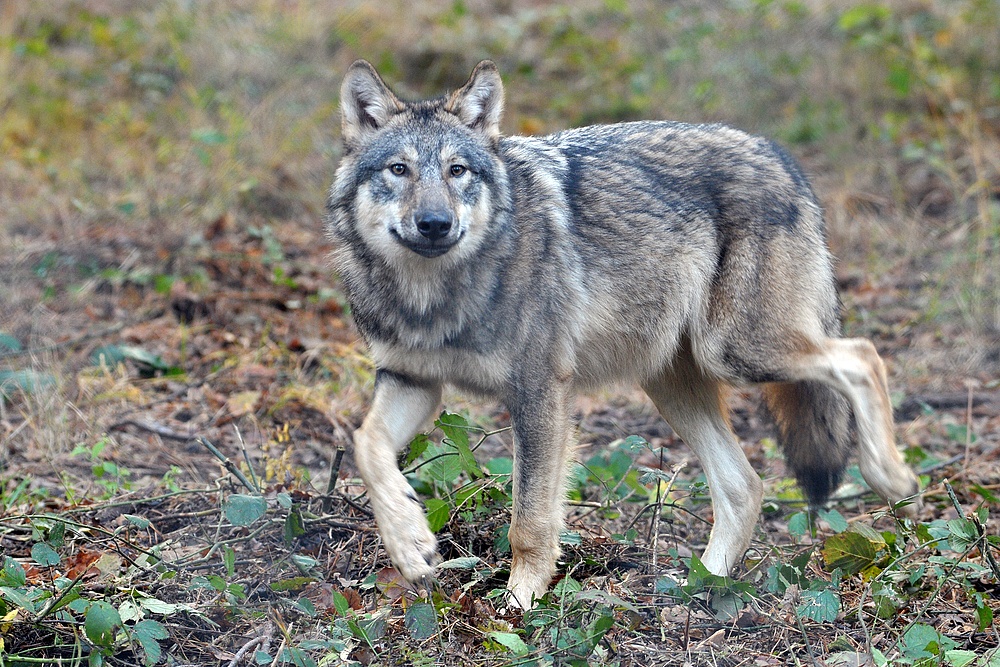 Wolf: Im Wildpark ein trauriger Anblick 01