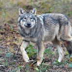 Wolf: Im Wildpark ein trauriger Anblick 01
